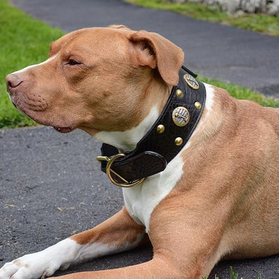 J6 - Coleira para cachorro de couro com tema militar de 2 1/2"