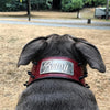 NX1 - Personalized Name Plate Spiked Leather Dog Collar - 3" Wide