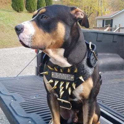 NH7 - PERSONALIZED CLAW SPIKED HARNESS