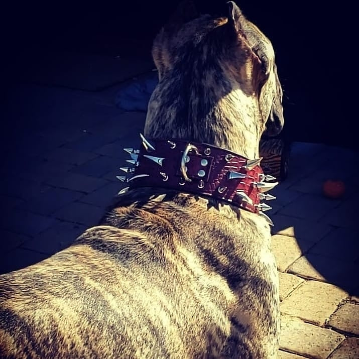 XC30 - 3" Wide Spiked Leather Dog Collar