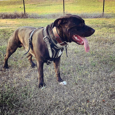 Arnês para cachorro de couro Latigo de 2 camadas com tachas