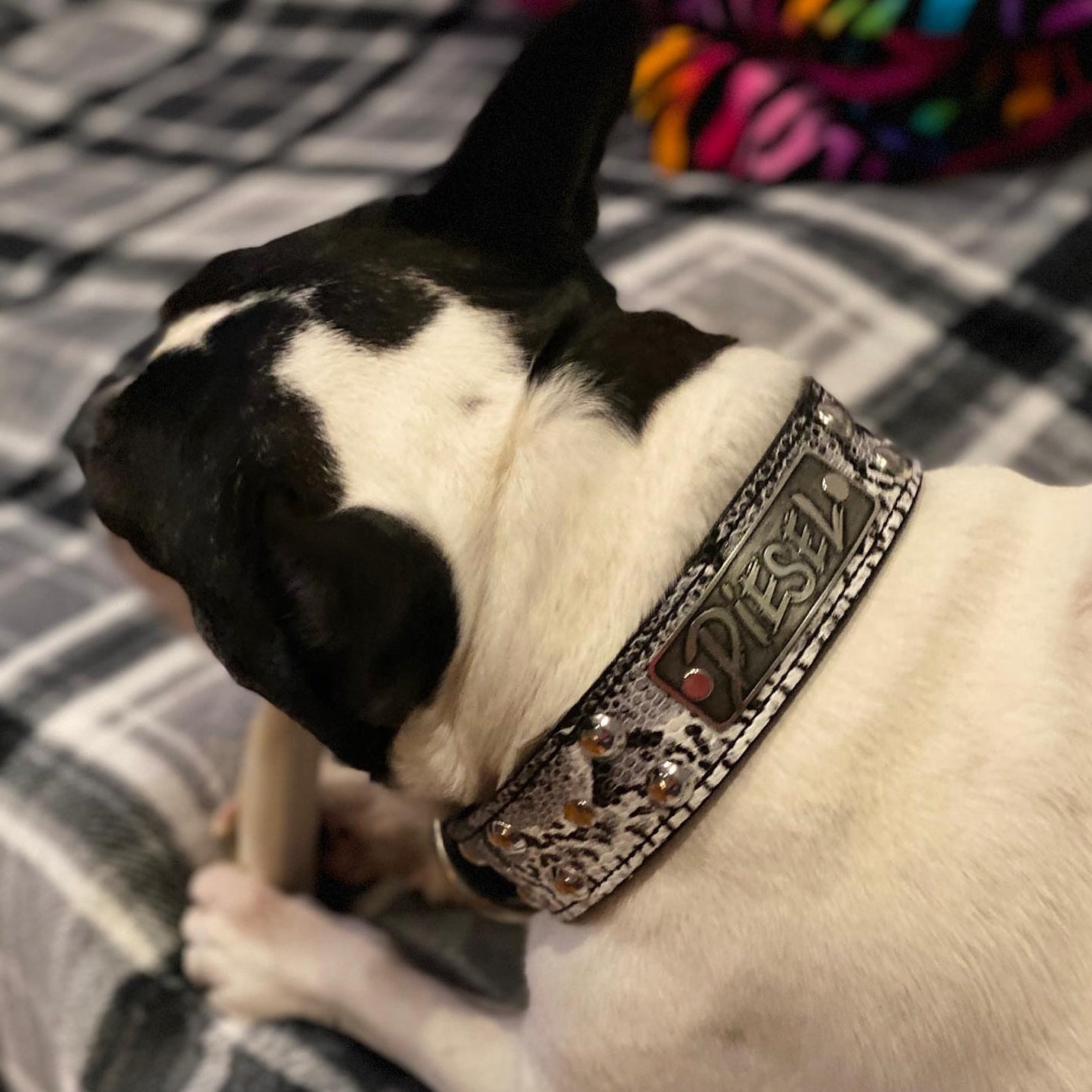 N10 - Collar de cuero para perro de 1,5" de ancho con placa de identificación personalizada y tachuelas