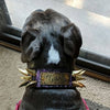 WN14 - Coleira de cachorro de couro pontiagudo com placa de nome de 2"