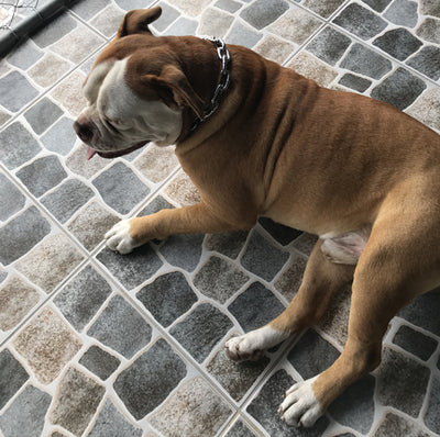 Chain dog collars for pitbulls shop