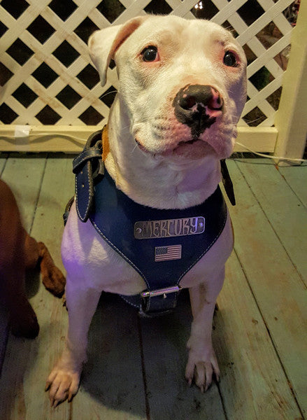 Leather Dog Harness Personalized Name Plate Heavy Duty USA NH76 Pit Bull Gear