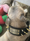 NX2 - Coleira de cachorro de couro com placa de identificação de 3"