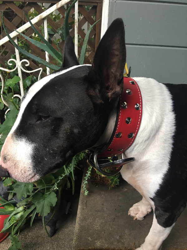 WN1 - 2" Wide Personalized Leather Dog Collar with Studs