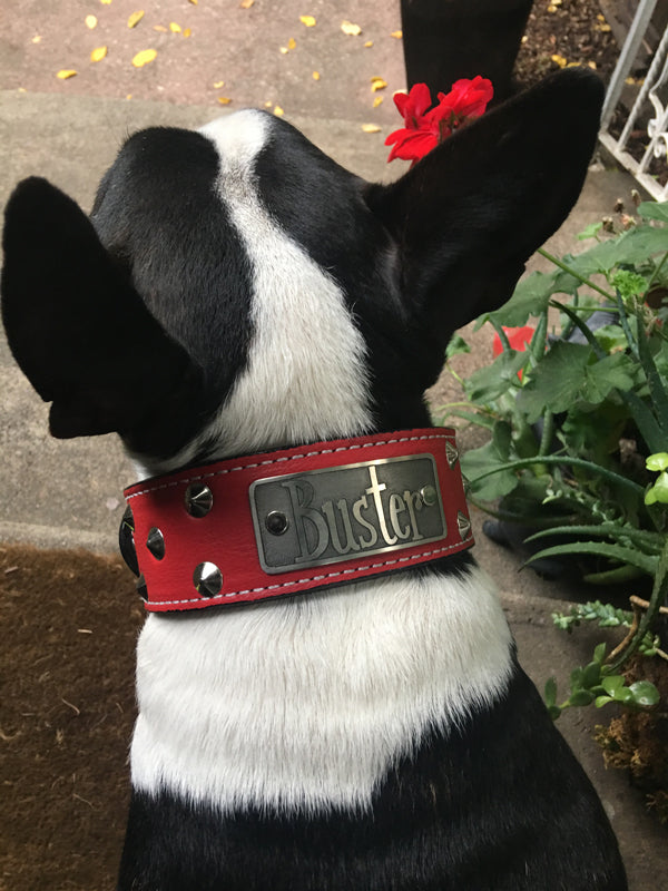 WN1 - 2" Wide Personalized Leather Dog Collar with Studs