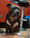 NH5 - Name Plate Spiked Leather Dog Harness