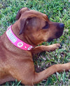 Leather Dog Collar Personalized Name Plate Daisies Gems 1.5" - VN4