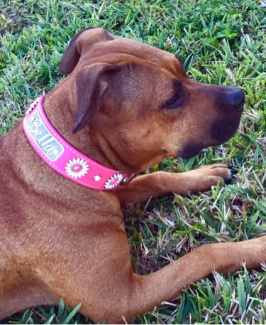 Leather Dog Collar Personalized Name Plate Daisies Gems 1.5" - VN4