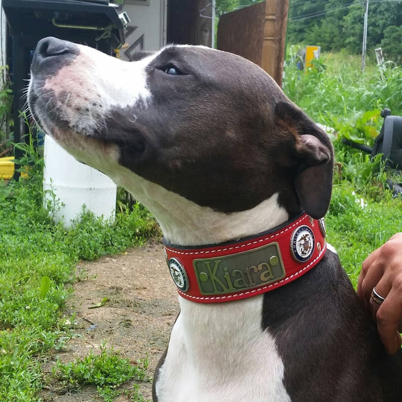 W51 - 2" Wide Personalized Military Leather Collar