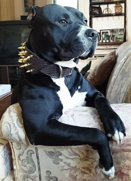 XC5 - 3" Spiked Leather Dog Collar - 1