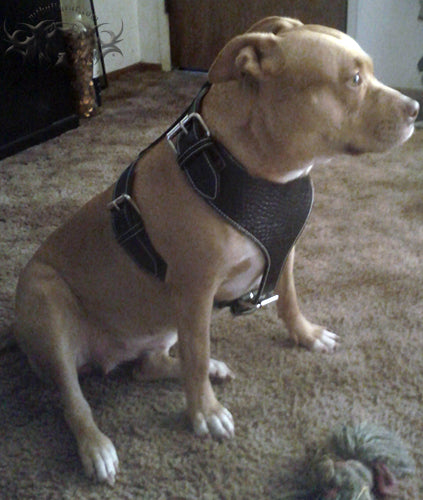 H1 - Custom Made Leather Dog Harness
