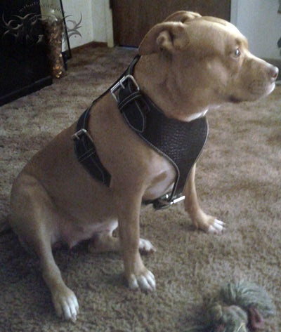 Leather Dog Harness, Custom Made Leather Harness, Strong Harness - H1