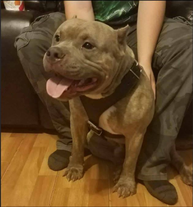 H1 - Custom Made Leather Dog Harness