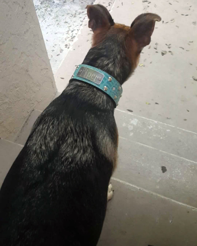 N12 - 2" Wide Leather Studded Dog Collar with Name Plate