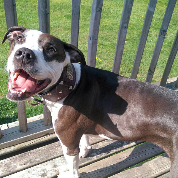 NX33 - 3" Wide Personalized Leather Dog Collar with Cone Studs