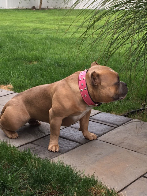 V9 - Collar de cuero para perros con gemas y tachuelas de 1 1/2"