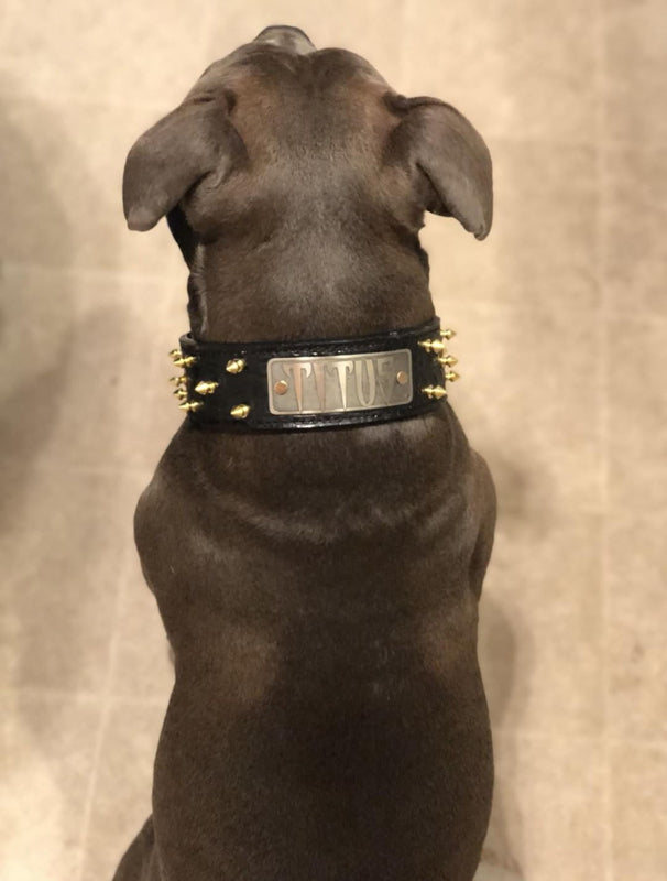 W46 - 2" Spiked Leather Dog Collar with Personalized Name Plate