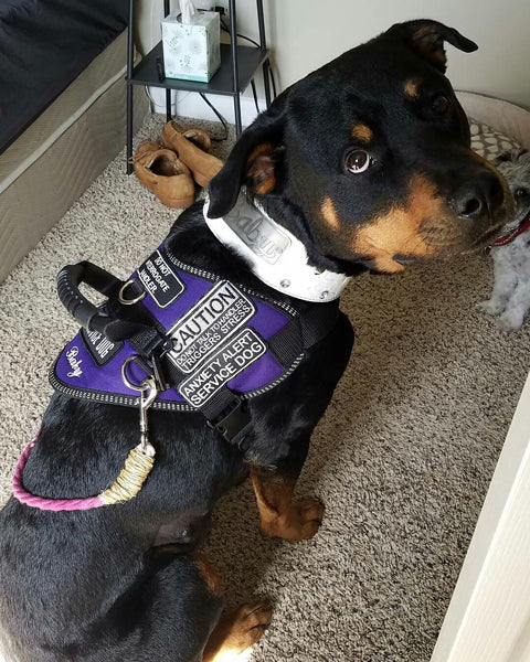 WN3 - Collar de cuero para perros de 2" con placa de identificación, tachuelas y gemas