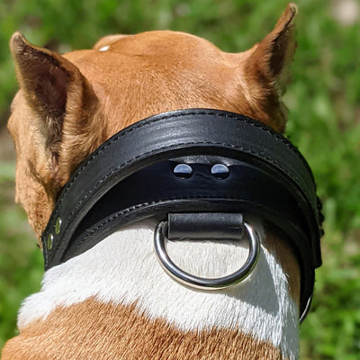 Leather best sale agitation collar