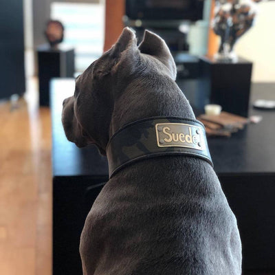 Leather Dog Collar Personalized Custom Name Plate 2 1/2" Wide - NJ11