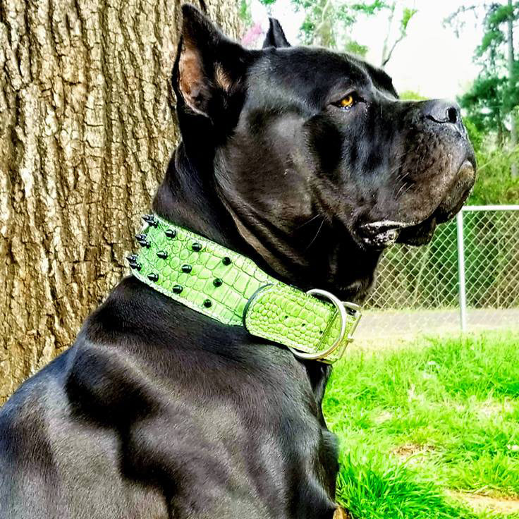J12 - 2.5" Wide Spiked Leather Dog Collar