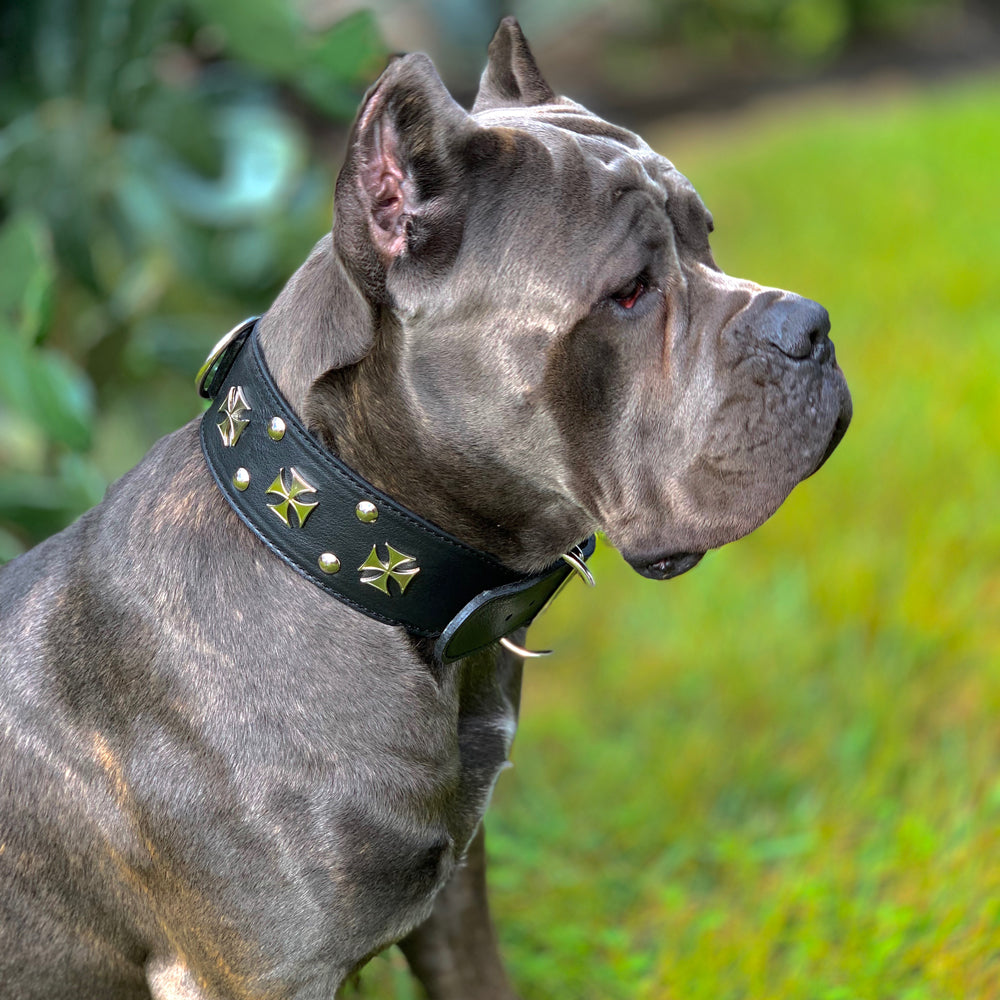 J16 - Collar para perro de cuero tachonado con cruz de Malta de 2 1/2"