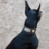 J6 - 2 1/2" Military Themed Studded Leather Dog Collar - 2