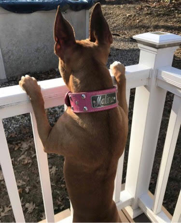 N12 - 2" Wide Leather Studded Dog Collar with Name Plate