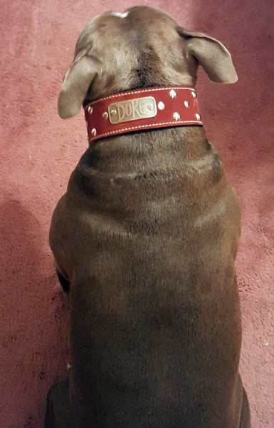 N12 - 2" Name Plate Studded Leather Dog Collar - 3