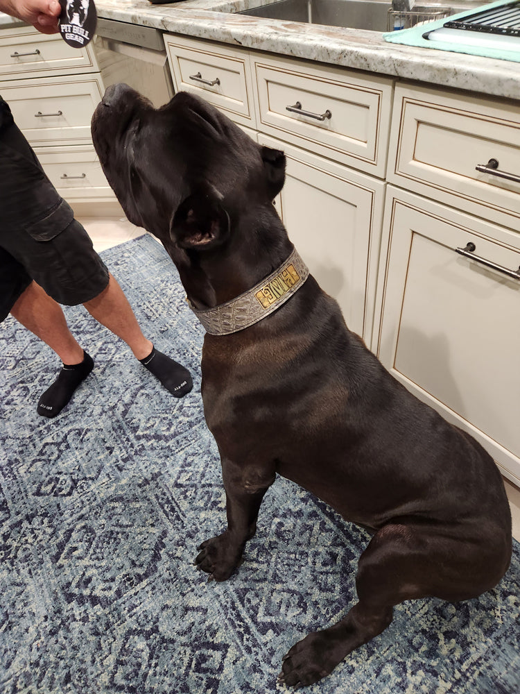 N15 - Coleira de cachorro de couro com placa de nome personalizada de 2"