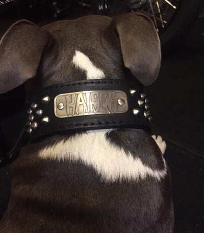 N5 - 2" Name Plate Tapered Dog Collar w/Studs - 4