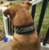 N6 - 2" Name Plate Tapered Dog Collar w/Spikes - 2