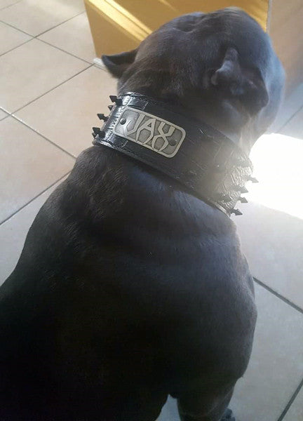 NJ1 - 2.5" Wide Leather Dog Collar with Spikes and Name Plate