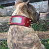 Leather Dog Collar, Name Plate Collar, Spiked Collar, 2.5" Wide - NJ1