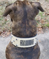 Leather Dog Collar, Personalized Name Plate Dog Collar 2.5" Wide - NJ8