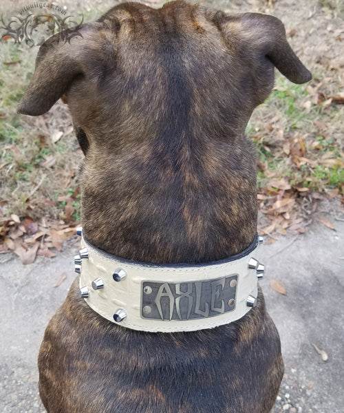 TW32 - 2 Tapered Name Plate Leather Collar w/Bucket Studs