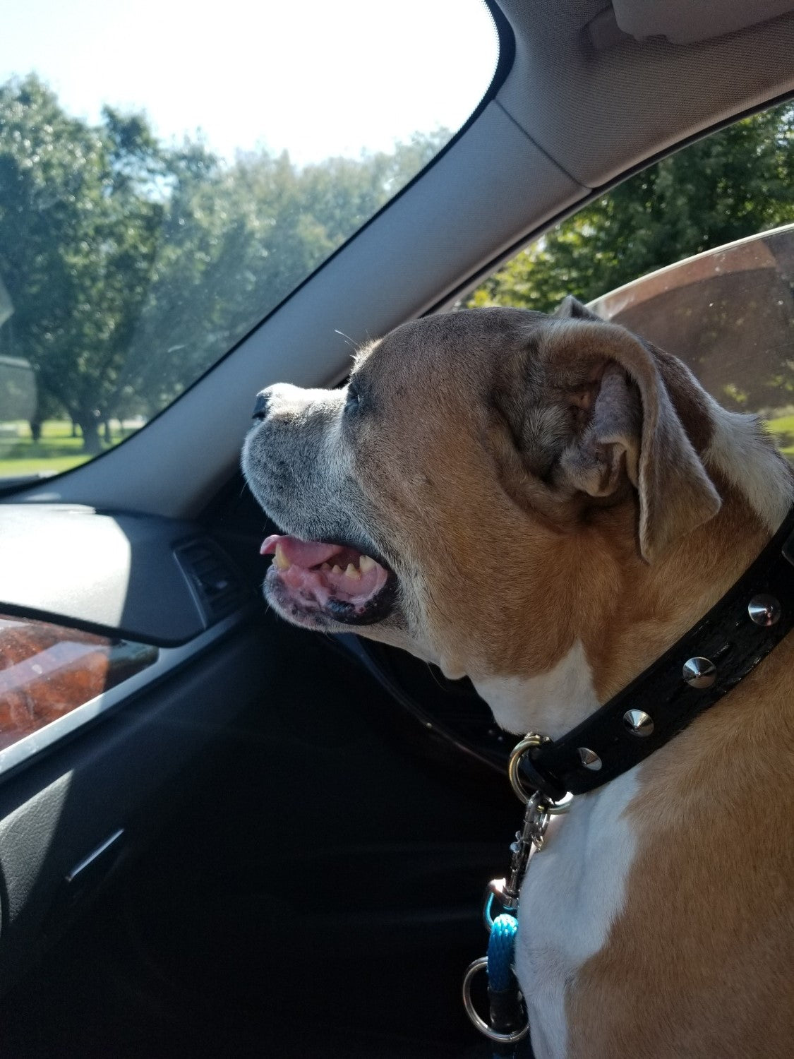 NU3 - Custom 1" Wide Personalized Italian Leather Dog Collar with Cone Studs & Engraved Name Plate