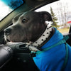V37 - 1 1/2" Spiked Leather Dog Collar