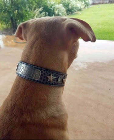 V42 - 1 1/2" Personalized Star Leather Dog Collar w/Gems