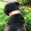 V42 - 1 1/2" Personalized Star Leather Dog Collar w/Gems