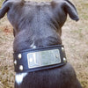 Leather Dog Collar Personalized name Plate Cone Studded Collar 1.5' Wide - VN1