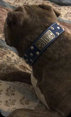 VN1 - 1.5" Wide Leather Dog Collar with Name Plate & Cone Studs