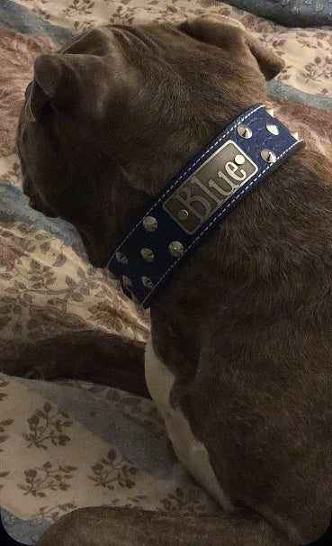 Leather Dog Collar Personalized name Plate Cone Studded Collar 1.5' Wide - VN1