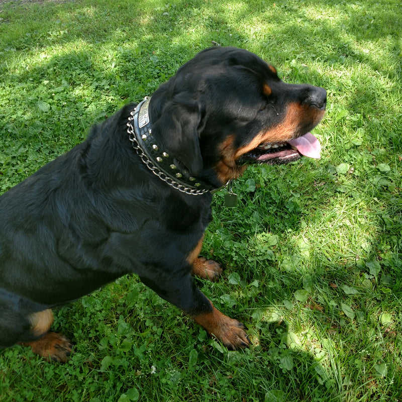 VN1 - Collar de cuero para perros de 1,5" de ancho con placa de identificación y tachuelas cónicas