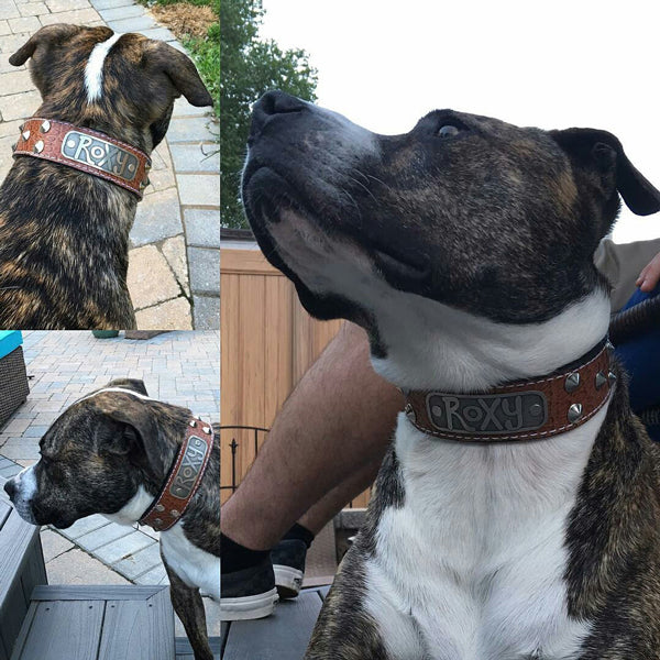 VN1 - Collar de cuero para perros de 1,5" de ancho con placa de identificación y tachuelas cónicas