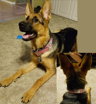 Leather Dog Collar Personalized Name Plate Daisies Gems 1.5" - VN4