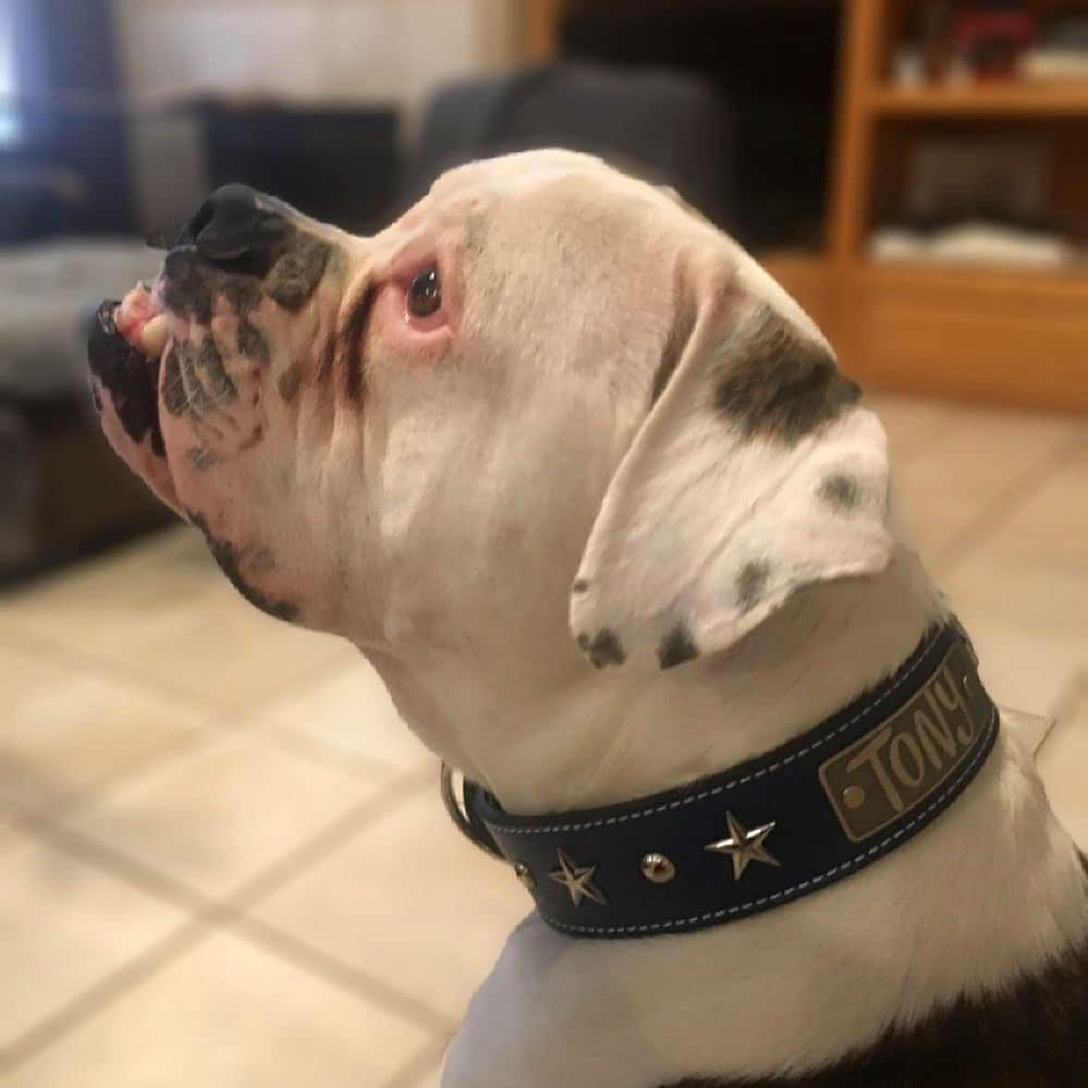 W39 - 2" Wide Personalized Leather Dog Collar w/Stars & Studs